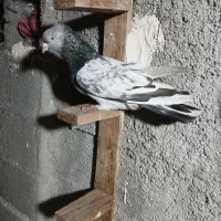 ۱۰۰|پرنده|رامهرمز, |دیوار