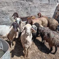 میش استاق جوان لاغر