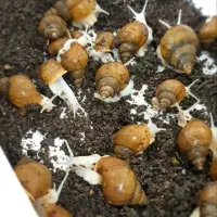 حلزون اچاتینا|خزنده|تهران, فلاح|دیوار