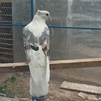 کبوتر سرور