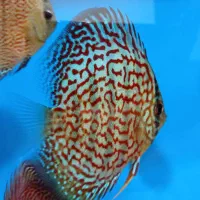 سالن تکثیر و پرورش ماهی دیسکس zagros . discus.farm