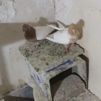 سینه پاک بشرط