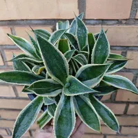 انواع گل|گل و گیاه طبیعی|سبزوار, کاشفی شمالی (دادگستری)|دیوار