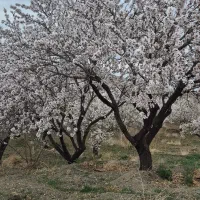 باغ بادام مامایی، طرح فدک بن