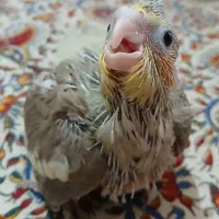 جوجه عروس هلندی