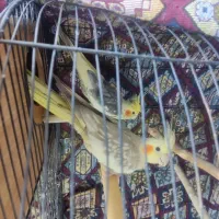 عروس هلندی جفت|پرنده|فردیس, شهرک ناز|دیوار