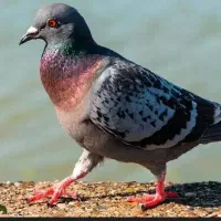 کفتر پیدا کردم