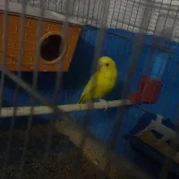 یک جفت مرغ عشق کار داده درحال لونه گرم کردن