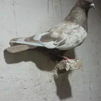 سینه نر