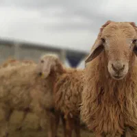 گوسفند پرگوشت ضمانتی کمردار/خونی|حیوانات مزرعه|مشهد, نوید|دیوار