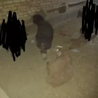 بره کشتاری رجه یک