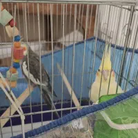 فروش جفت عروس هلندی مولد سخنگو