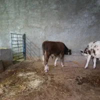 گوساله سیمنتال