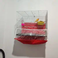 قناری نر و ماده اماده تخم گذاری