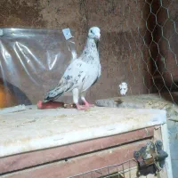سرونج هفت رنگ نر