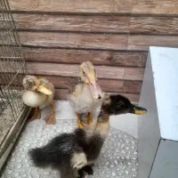 جوجه اردک|پرنده|شهریار, شهرک نماز (دینار آباد)|دیوار