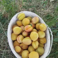 خرید زردآلو عسگرآبادی مستقیم از باغدار  برداشت با