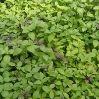 ریحان گلخانه ای