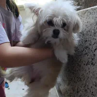 سگ پامر|سگ|قم, زاویه|دیوار