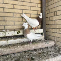 کفتر طوقی|پرنده|شیراز, شریف‌آباد|دیوار