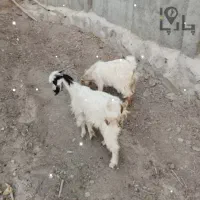 بزغاله 2عدد گم شده