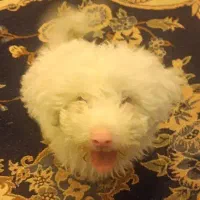 سگ شیتزو|سگ|زرند, |دیوار