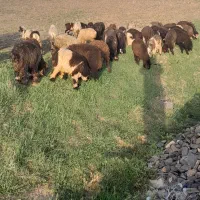 ۷۰راس بره ریز جفتی ۶۲کیلو ۴۷نر ۲۳ ماده