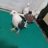 ۳تا ماده کویتی|پرنده|رشتخوار, |دیوار