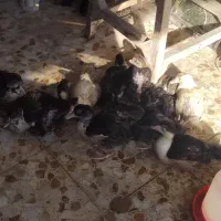 13 عدد اردک خارجی