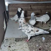 پرنده هفت زنگ