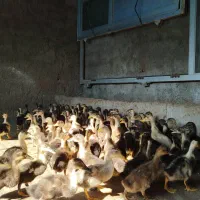 جوجه اردک اسراییلی 40 روزه