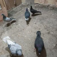 کبوتر کفتر..