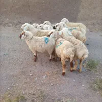 بره ماده سبک وزن