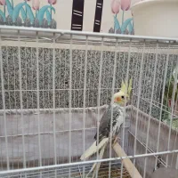 عروس هلندی نر و ماده|پرنده|مشهد, بلال|دیوار