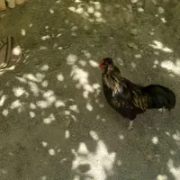 عروسک خروس