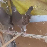 کفتر گم شود جوجه