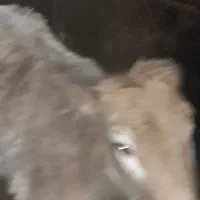 گوساله خوب برای فروش