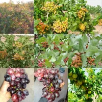 کود تقویت‌کننده مخصوص باغات پسته و...