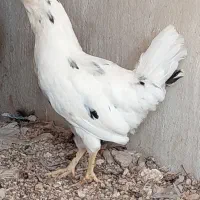 مرغ و خروس|حیوانات مزرعه|عسلویه, |دیوار