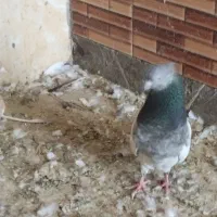 دوتا کله ای نر کل سبز وکل اجری