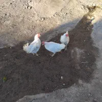 مرغ سفید تخم گذار|حیوانات مزرعه|هیر, |دیوار