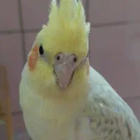 گمشده
