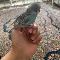 مرغ عشق ابی نر|پرنده|مشهد, عامل|دیوار
