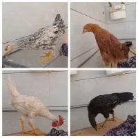 مرغ و خروس