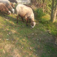 گوسفند داشتی با بره نر|حیوانات مزرعه|شیرگاه, |دیوار