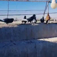 بیله پلنگ فروشی