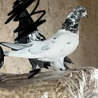 دوتا کبوتر عالی