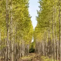 فروش نهال کبوده ۳ متری یکساله