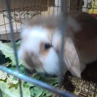 خرگوش نژاد لپ اصالت ترکیش