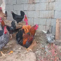 خروس محلی اصل